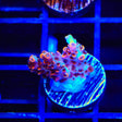 TSA Fruity Pebbles Acropora Coral