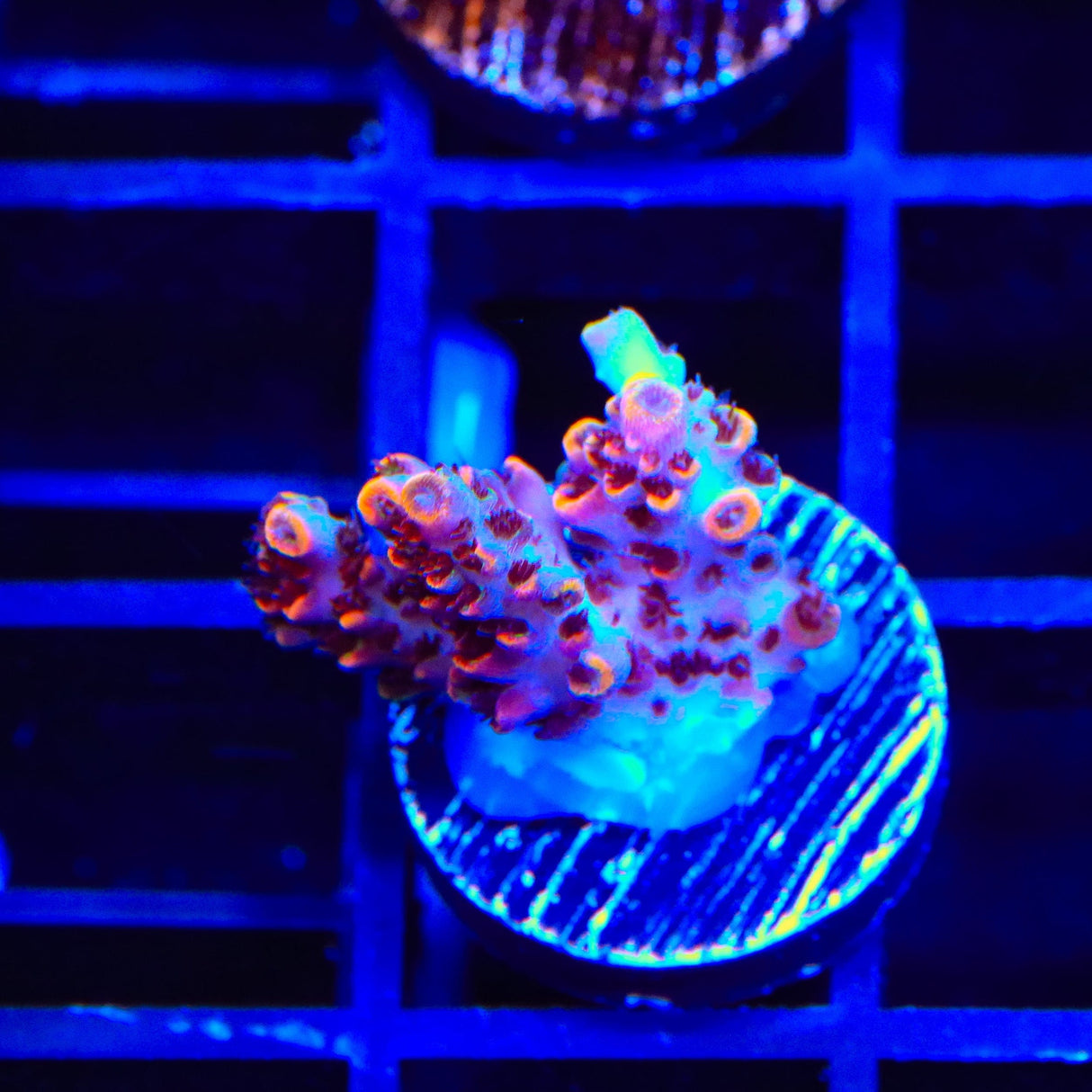 TSA Fruity Pebbles Acropora Coral