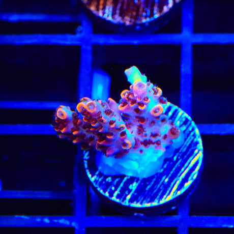 TSA Fruity Pebbles Acropora Coral