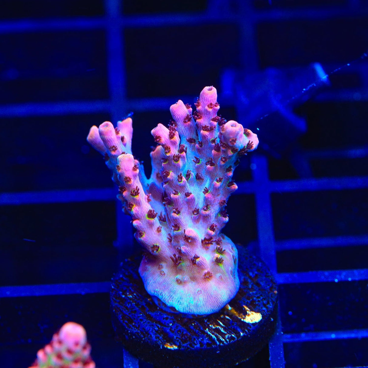 TSA Fruity Pebbles Acropora Coral