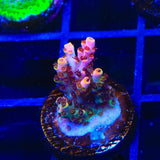 TSA Fruity Pebbles Acropora Coral