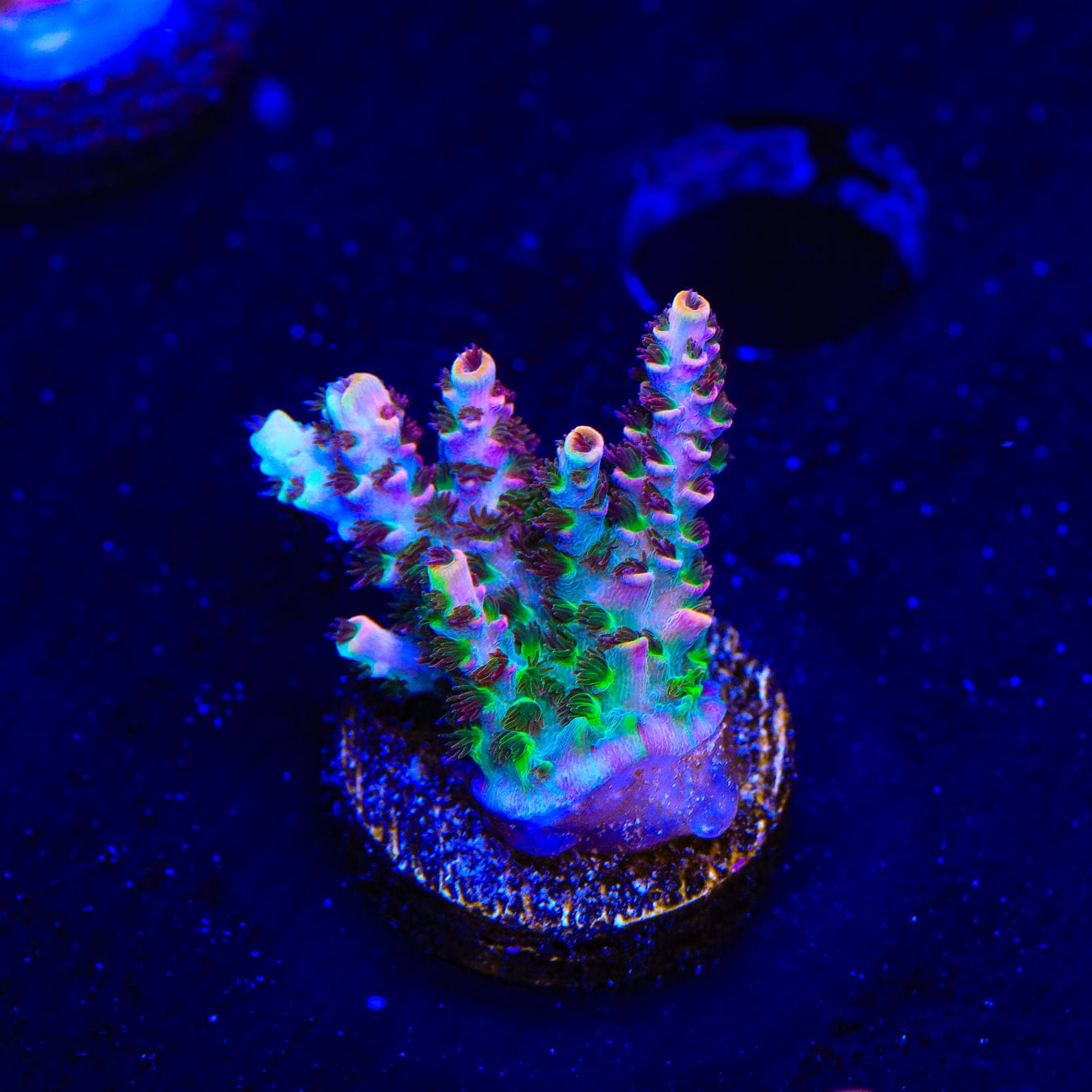 TSA Fruity Pebbles Acropora Coral