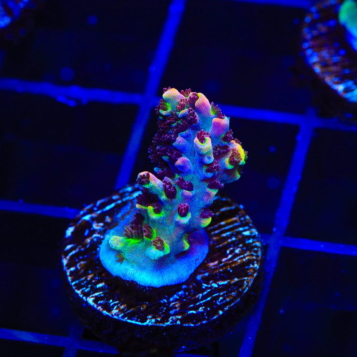 TSA Fruity Pebbles Acropora Coral
