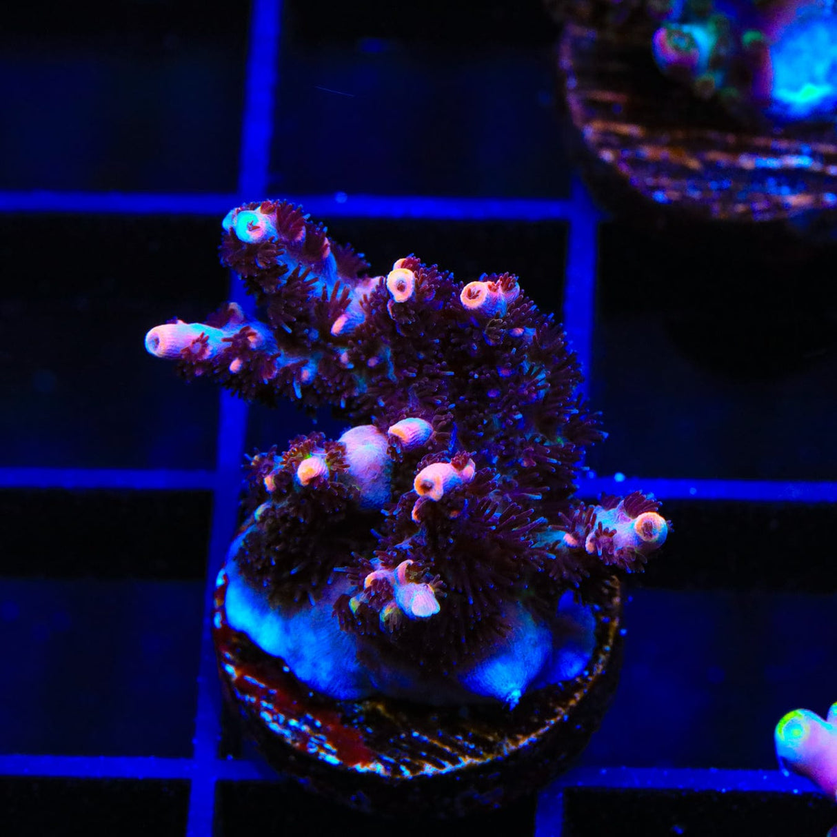 TSA Fruity Pebbles Acropora Coral