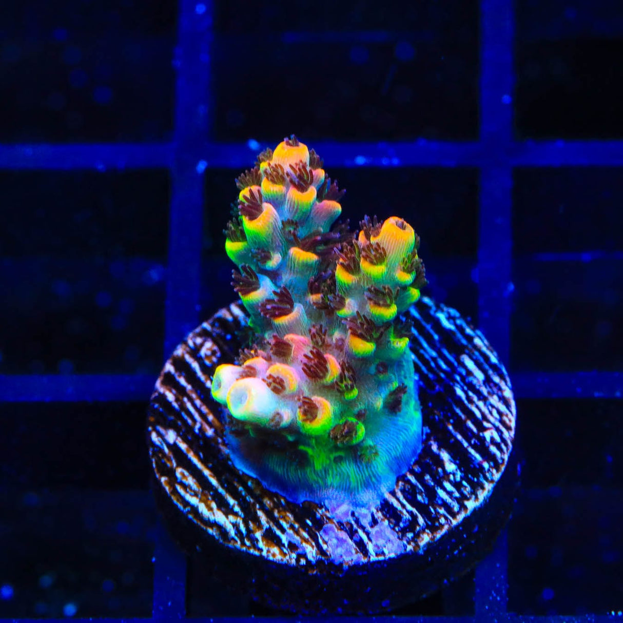 TSA Fruity Pebbles Acropora Coral