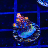 TSA Fruity Pebbles Acropora Coral