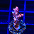 TSA Fruity Pebbles Acropora Coral