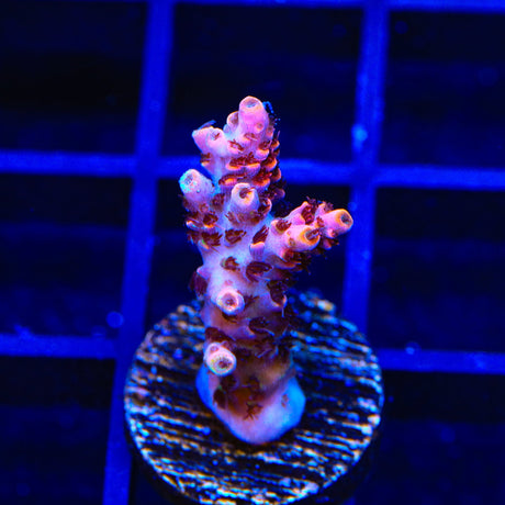 TSA Fruity Pebbles Acropora Coral
