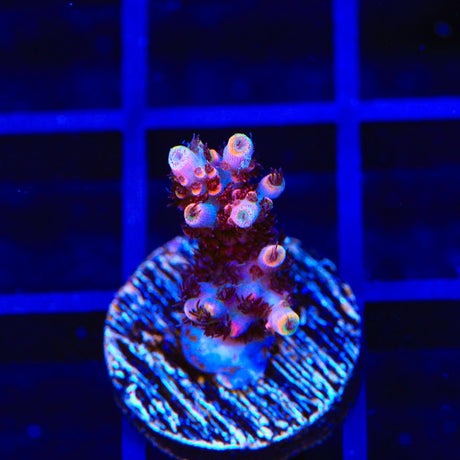 TSA Fruity Pebbles Acropora Coral