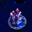 TSA Fruity Pebbles Acropora Coral