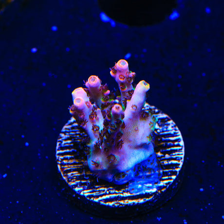 TSA Fruity Pebbles Acropora Coral