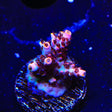 TSA Fruity Pebbles Acropora Coral
