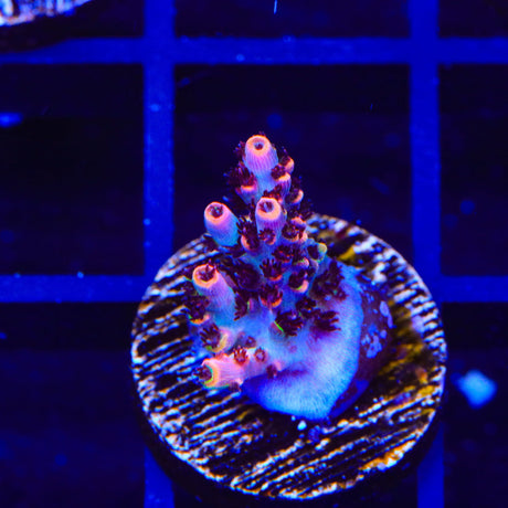 TSA Fruity Pebbles Acropora Coral