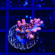 TSA Fruity Pebbles Acropora Coral