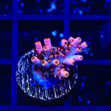 TSA Fruity Pebbles Acropora Coral