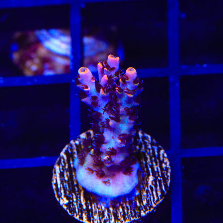 TSA Fruity Pebbles Acropora Coral