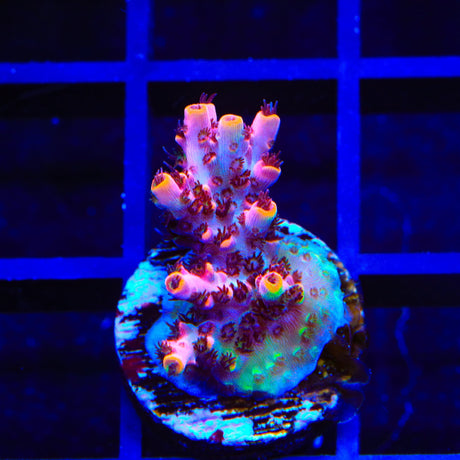 TSA Fruity Pebbles Acropora Coral