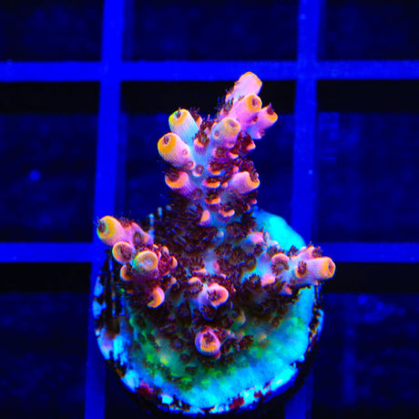 TSA Fruity Pebbles Acropora Coral