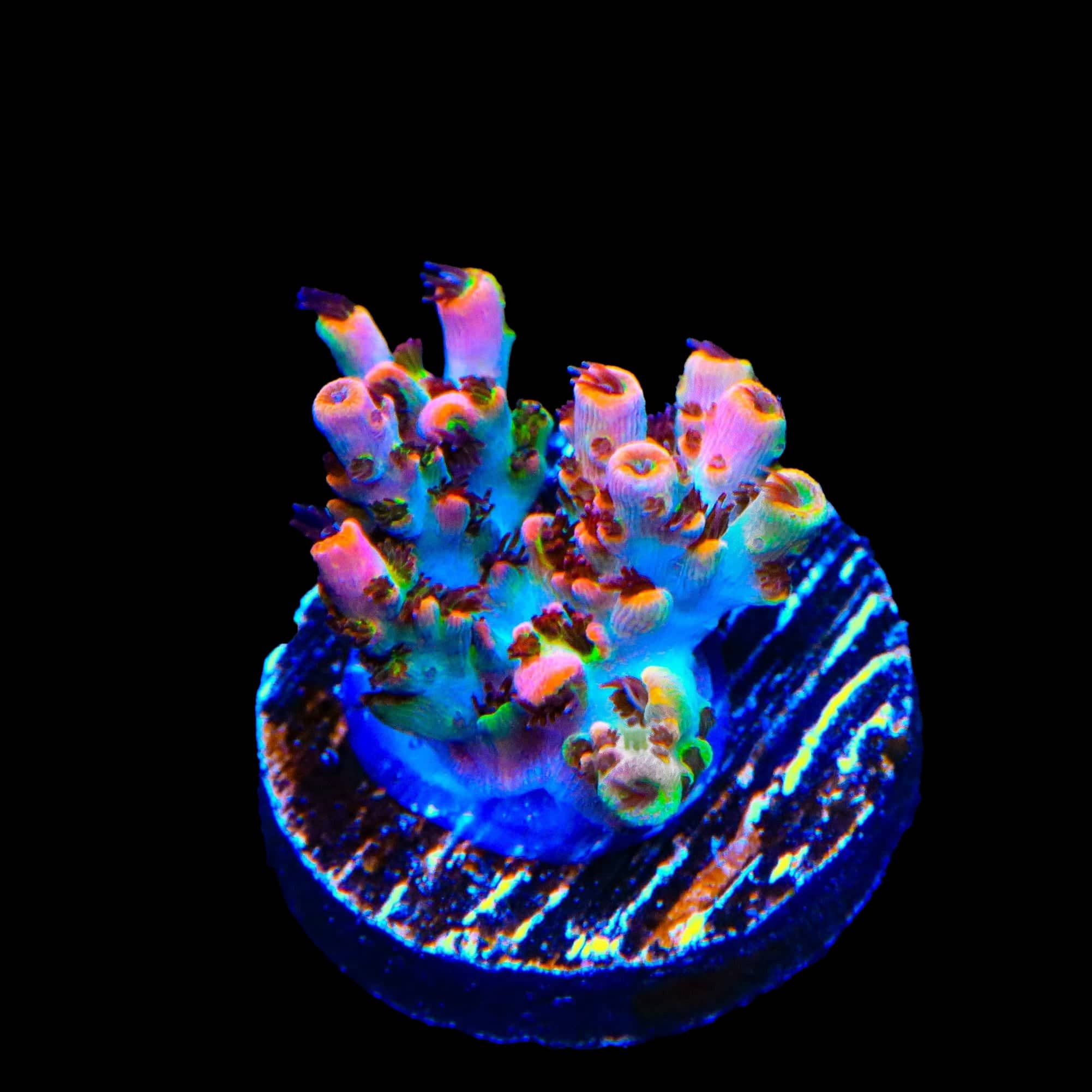 TSA Fruity Pebbles Acropora Coral – Top Shelf Aquatics