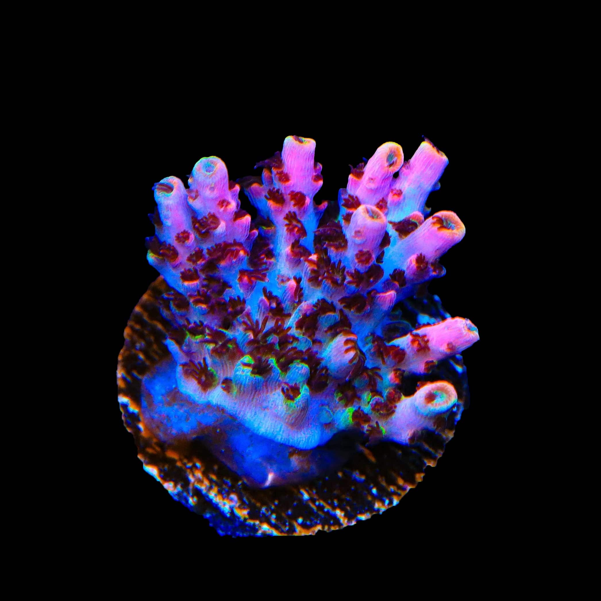 TSA Fruity Pebbles Acropora Coral – Top Shelf Aquatics