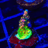 TSA Fruity Pebbles Acropora Coral