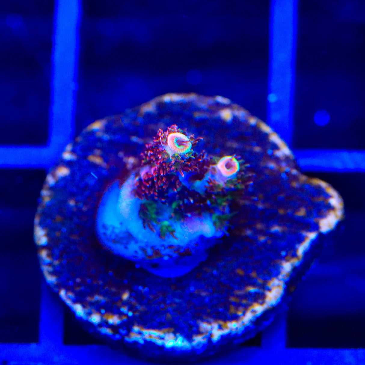 TSA Fruity Pebbles Acropora Coral