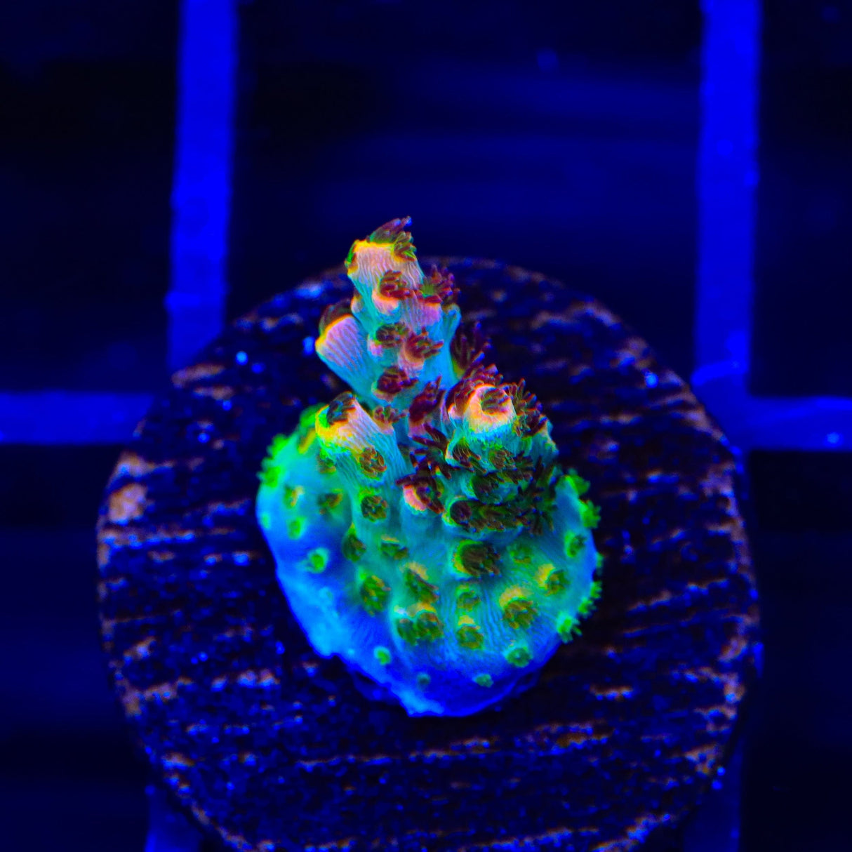 TSA Fruity Pebbles Acropora Coral