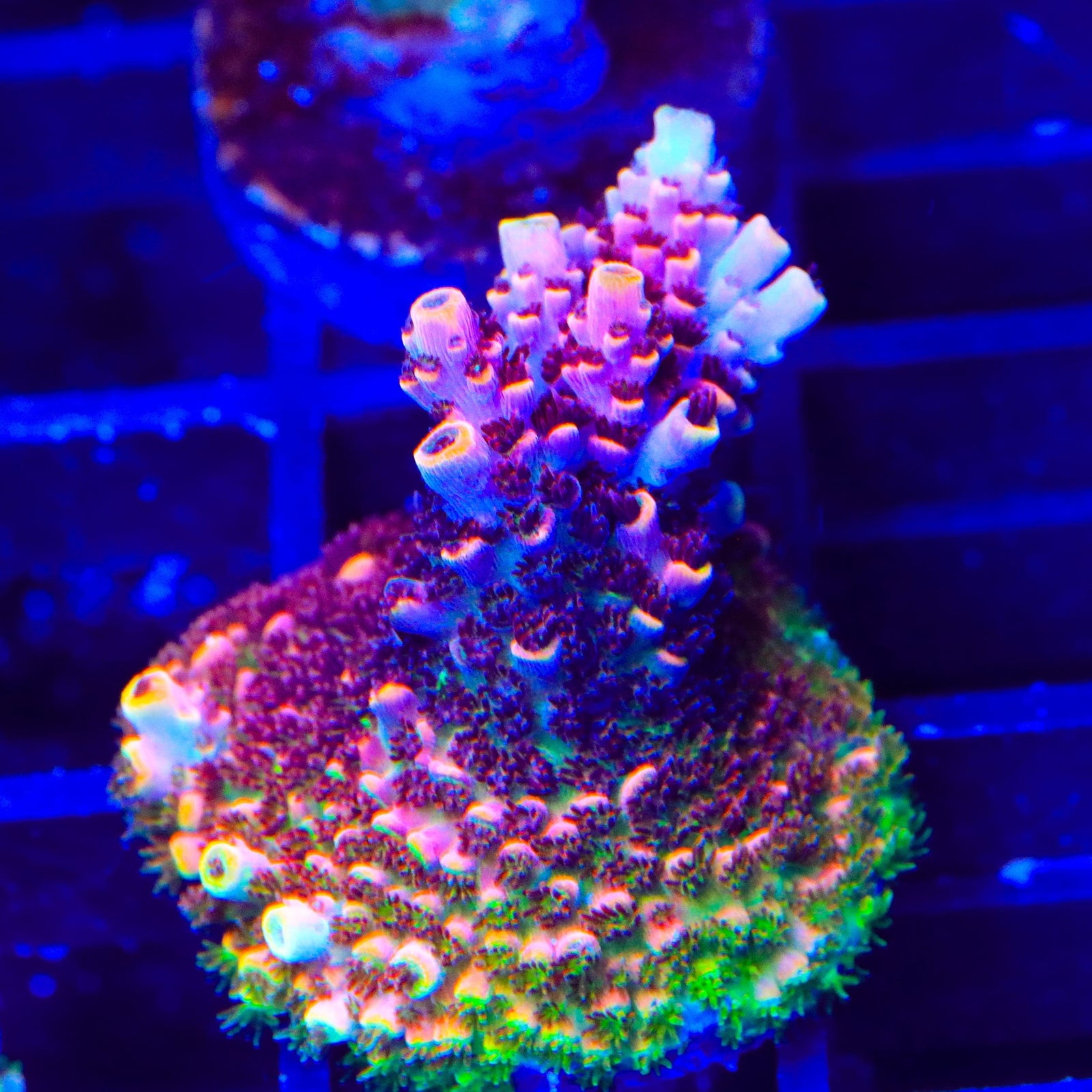 TSA Fruity Pebbles Acropora Coral