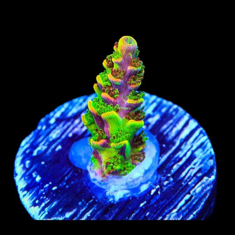 TSA Fruity Splice Acropora Coral