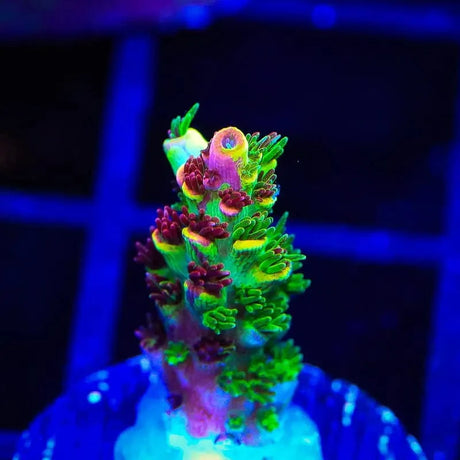 TSA Fruity Splice Acropora Coral