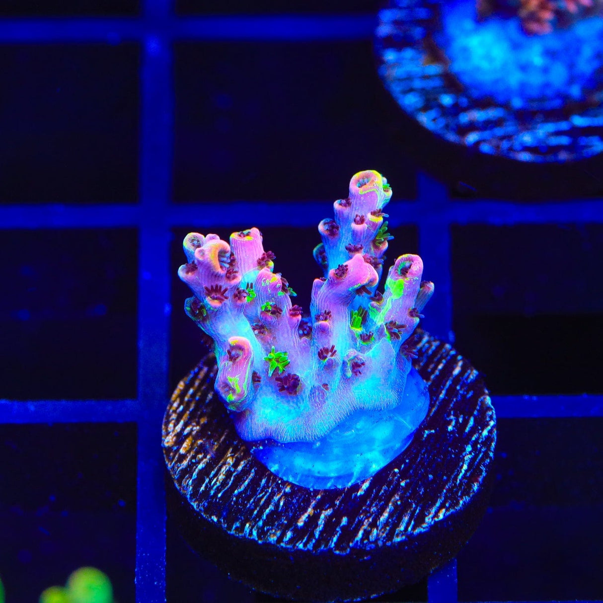 TSA Fruity Splice Acropora Coral