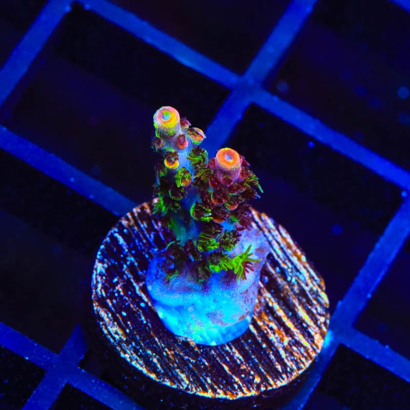 TSA Fruity Splice Acropora Coral