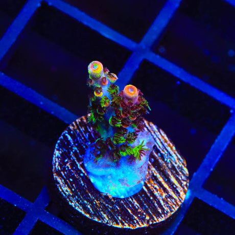 TSA Fruity Splice Acropora Coral
