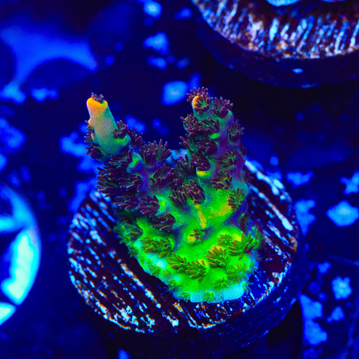 TSA Fruity Splice Acropora Coral