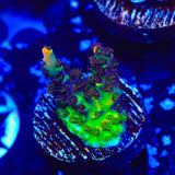 TSA Fruity Splice Acropora Coral