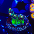 TSA Fruity Splice Acropora Coral