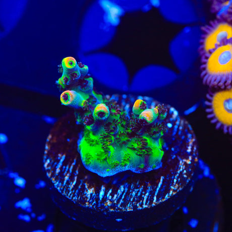 TSA Fruity Splice Acropora Coral
