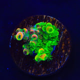 TSA Fruity Splice Acropora Coral