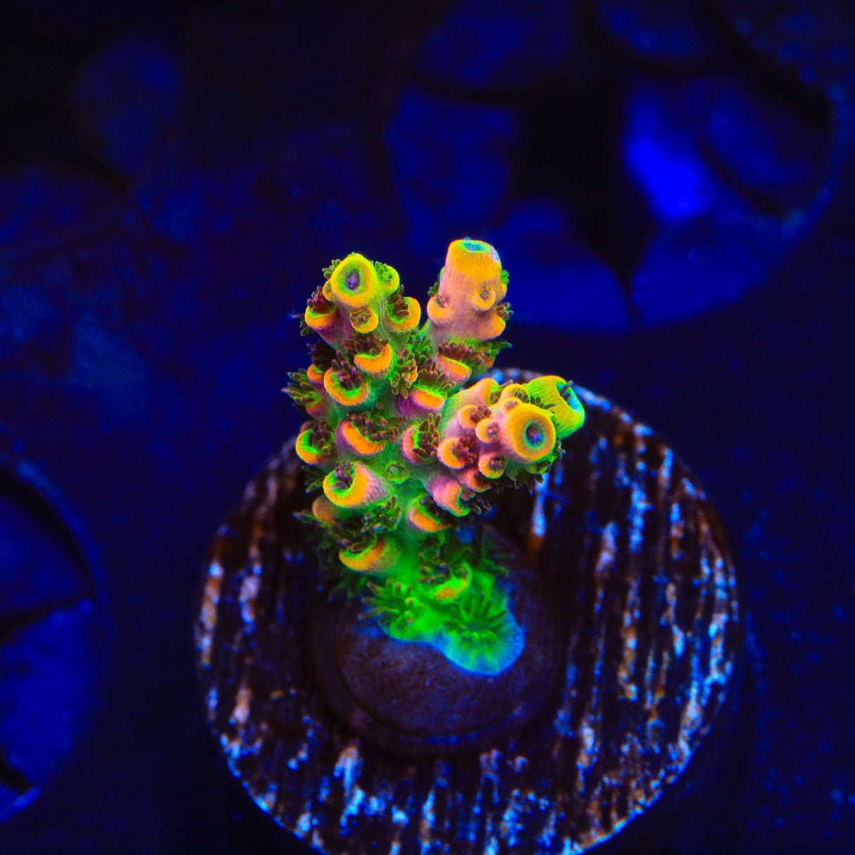 TSA Fruity Splice Acropora Coral