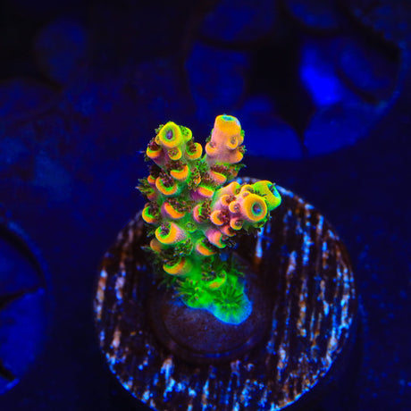 TSA Fruity Splice Acropora Coral