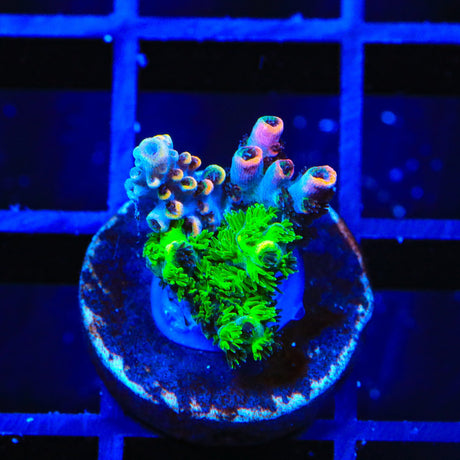 TSA Fruity Splice Acropora Coral