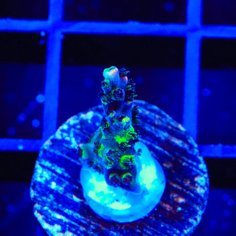 TSA Fruity Splice Acropora Coral