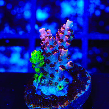 TSA Fruity Splice Acropora Coral