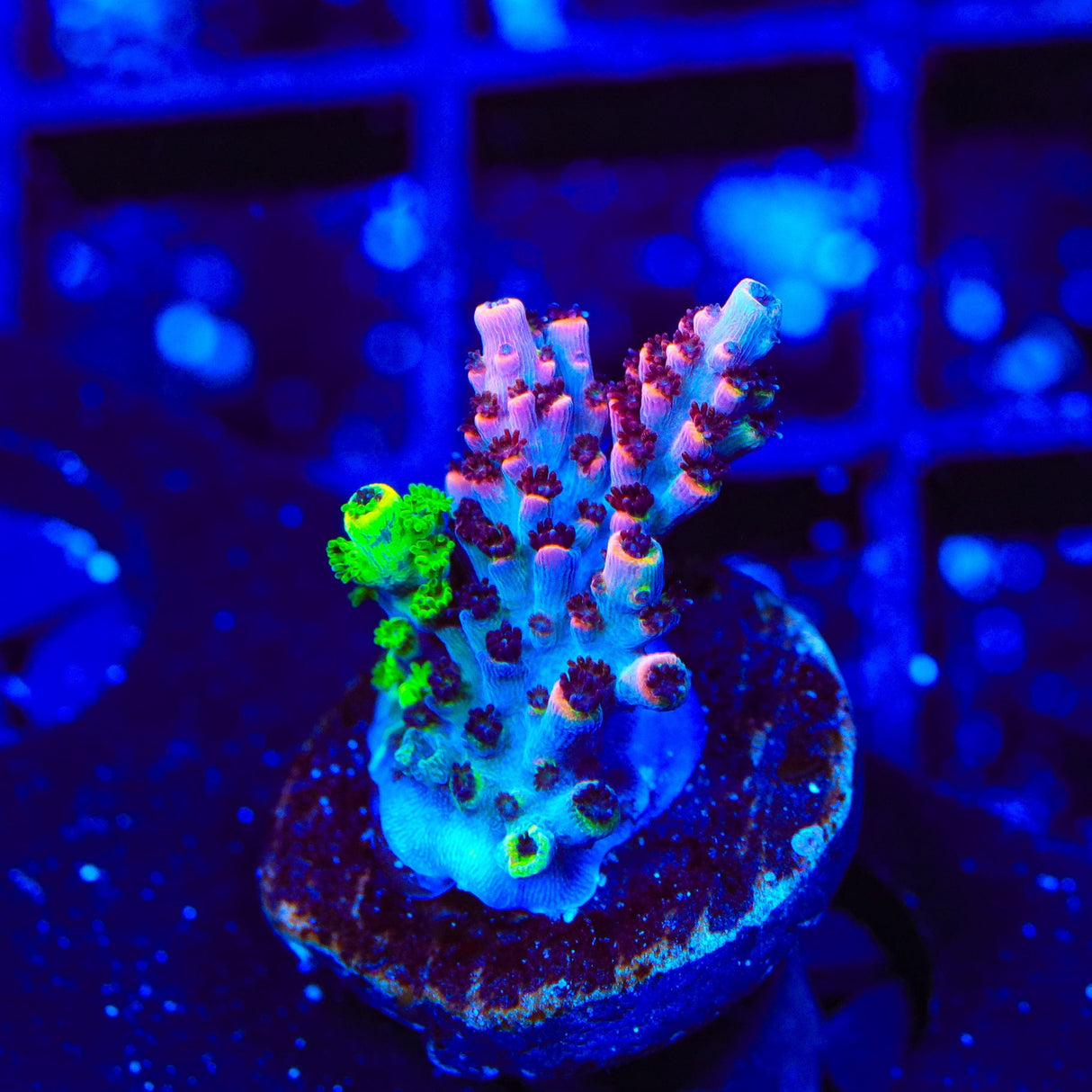 TSA Fruity Splice Acropora Coral