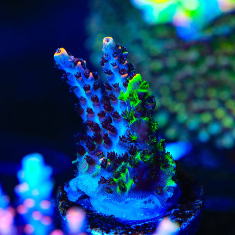 TSA Fruity Splice Acropora Coral