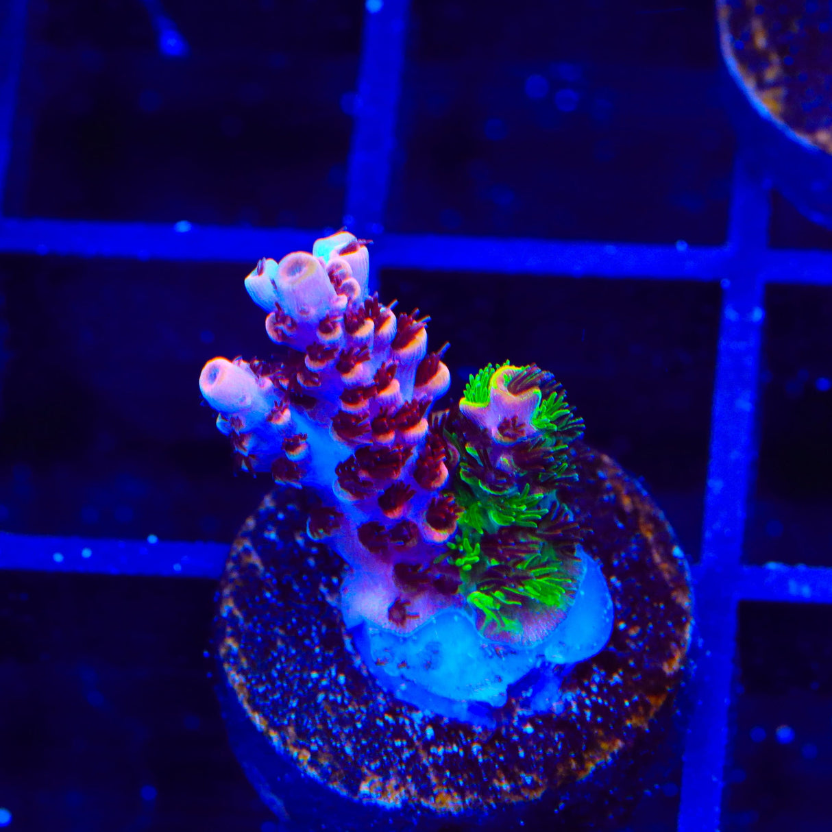 TSA Fruity Splice Acropora Coral