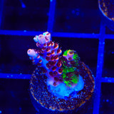 TSA Fruity Splice Acropora Coral