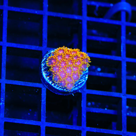 TSA Fun Dip Goniopora Coral