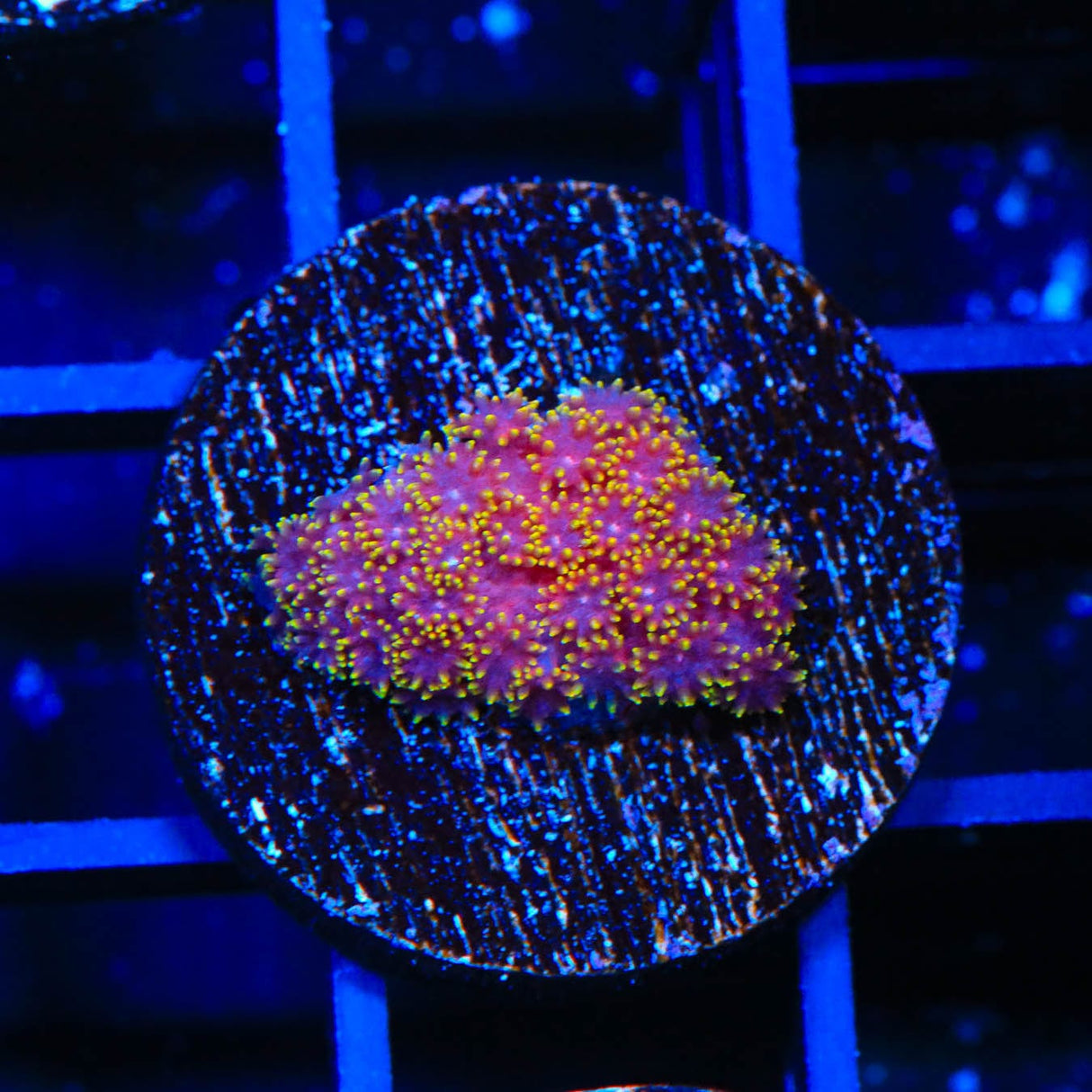 TSA Fun Dip Goniopora Coral
