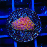 TSA Fun Dip Goniopora Coral
